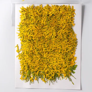 250 adet Preslenmiş Kurutulmuş Papağan Çiçek Kök Bitki Herbaryum Takı Kartpostal Imi telefon kılıfı Davetiye Kartı DIY  5