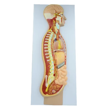 Otomatik Sinir Sistemi Modeli Sempatik ve Parasempatik Sinir Anatomisi Eğitim Ekipmanları Tıbbi Öğretim Kaynakları  5