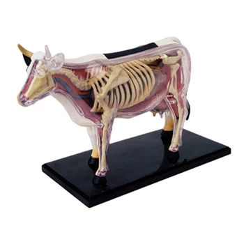 Hayvan Organı Anatomi Modeli 4D İnek İstihbarat Montaj Oyuncak Öğretim Anatomi Modeli DIY Popüler Bilim Aletleri  10