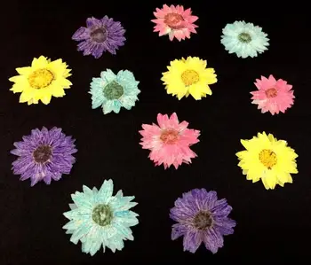 Preslenmiş Kurutulmuş krizantem çiçekleri Bitki Herbaryum Takı Kartpostal Davetiye Kartı mum yapımı  5
